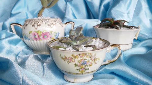 teacup succulent blue trio closer