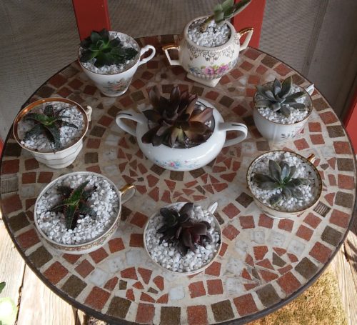 teacup succulent simple vintage gift